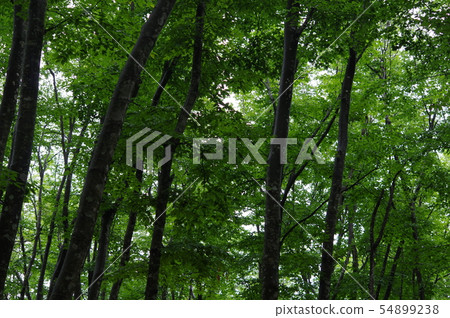 Beautiful forest Beautiful forest 54899238