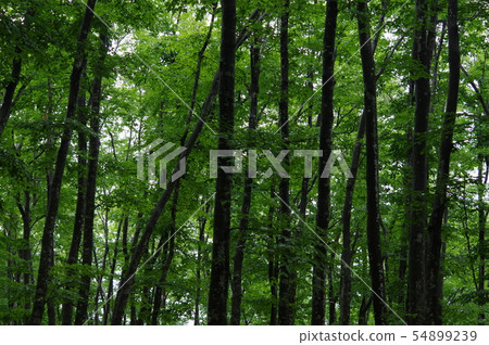 Beautiful forest Beautiful forest 54899239