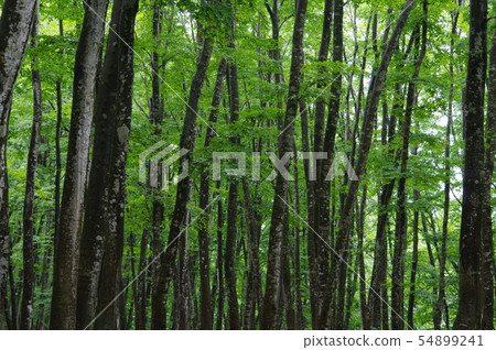 Beautiful forest Beautiful forest 54899241