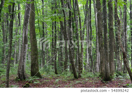Beautiful forest Beautiful forest 54899242