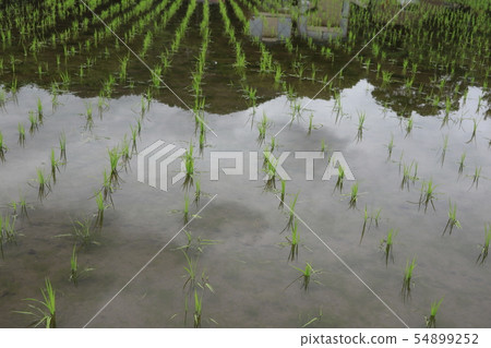 After rice planting 54899252