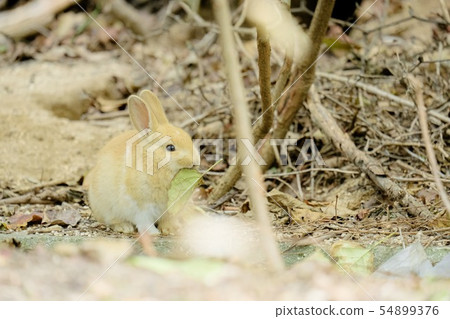 兒童兔 54899376
