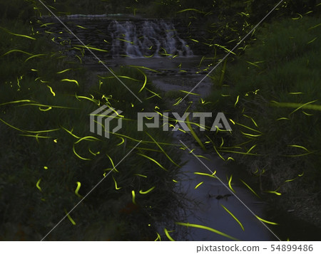 Firefly Ranbu Firefly Ranbu 54899486