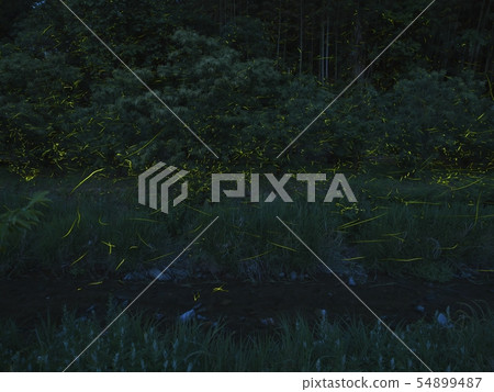 Firefly Ranbu Firefly Ranbu 54899487