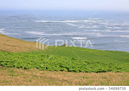 Kiritappu點的風景 54899730