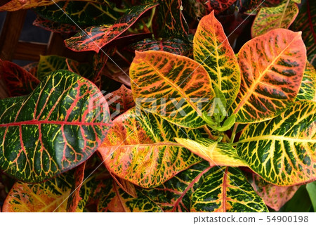 巴豆熱帶植物 54900198