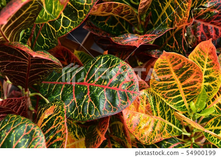Croton tropical plant 54900199