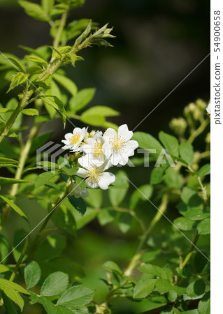 Rose (field rose) Saki Chikumagawa rose park 54900658
