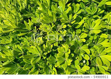 Spring freshness of foliage. Spring freshness of foliage. 54900911
