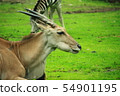 Eland Eland 54901195