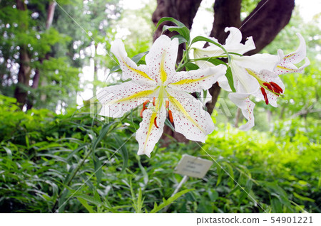 Yamamura flower Yamamura flower 54901221
