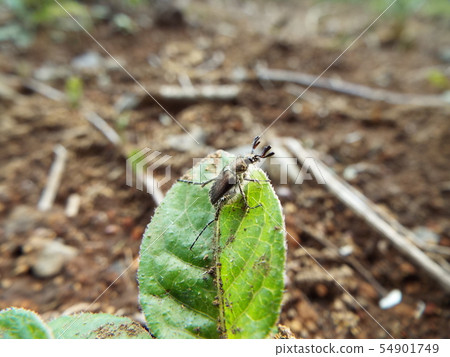 Bearded butterfly Bearded butterfly 54901749