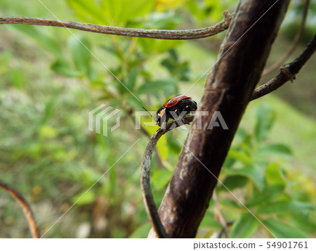 Croutons beetle 54901761