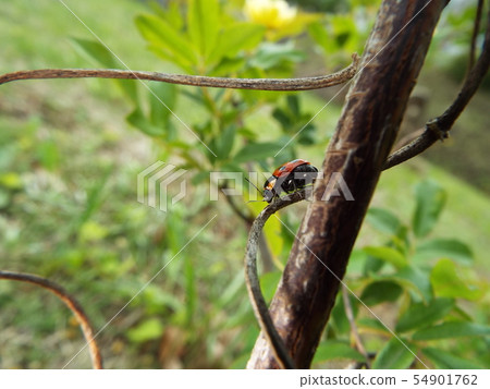 Croutons beetle Croutons beetle 54901762