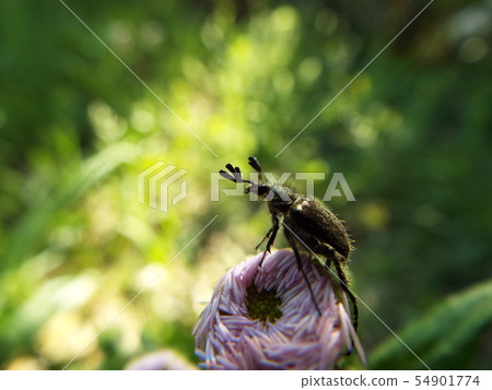 Bearded butterfly Bearded butterfly 54901774