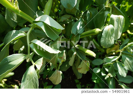 蠶豆 蠶豆 54901961
