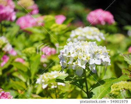 White Hydrangea 54901979