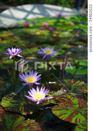 Aquatic plant park Mizunomori water lily Shiga Aquatic plant park Mizunomori water lily Shiga 54902022