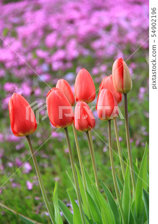 紅色鬱金香盛開在房子的花園，花園 54902196