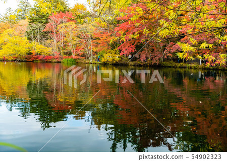 Kumonba Pond（長野縣） 54902323