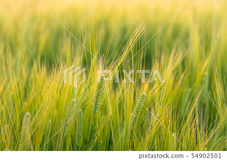Beer wheat wheat field (May) 54902501