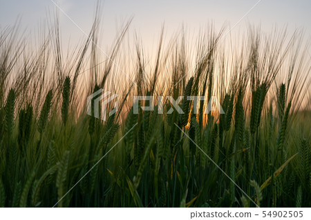 Beer wheat wheat field (May) 54902505