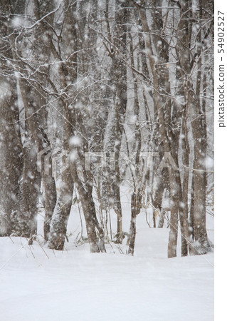 白雪皚皚，大雪，白雪皚皚的鄉村自然景觀的混交林 54902527
