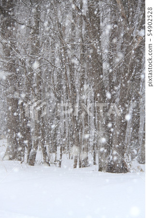 白雪皚皚，大雪，白雪皚皚的鄉村自然景觀的混交林 54902528
