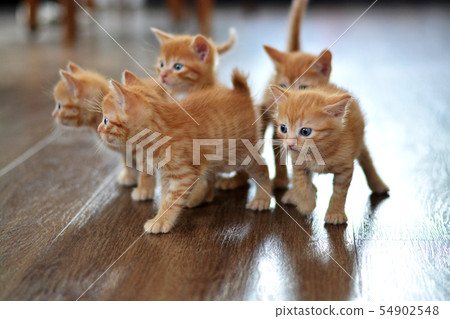 The little red kitten plays on the floor 54902548