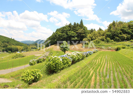 Rural landscape 54902883