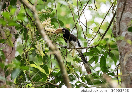 Oriental pied hornbill(Anthracoceros albirostris) Oriental pied hornbill(Anthracoceros albirostris) 54903768