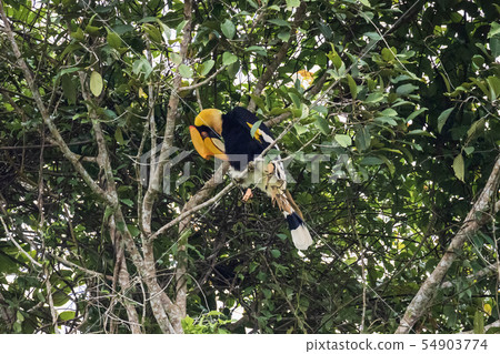 Great hornbill at Khao Yai national park Great hornbill at Khao Yai national park 54903774