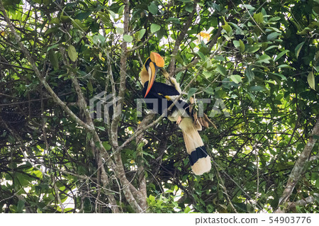 Great hornbill at Khao Yai national park Great hornbill at Khao Yai national park 54903776