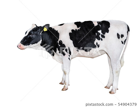 Spotted black and white cow full length isolated Spotted black and white cow full length isolated 54904379