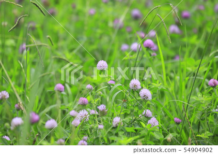 Red clover flower 54904902