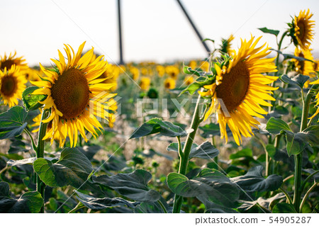 close-up of a beautiful sunflower in a field 54905287