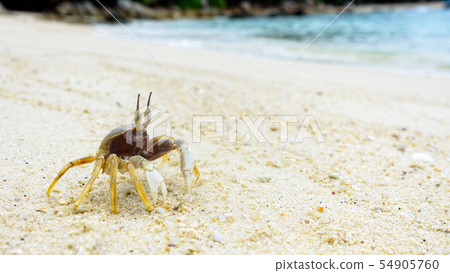 Close-up of Wind Crab on the sand Close-up of Wind Crab on the sand 54905760