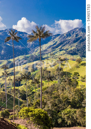 Bosque De Palma De Cera La Samaria San Felix Salamina Caldas Col Bosque De Palma De Cera La Samaria San Felix Salamina Caldas Col 54905783