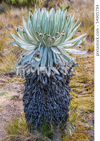 Paramo de Oceta Espeletia Frailejones Mongui Boyaca Colombia 54905784