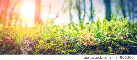 closeup of green grass in summer forest with closeup of green grass in summer forest with 54906306