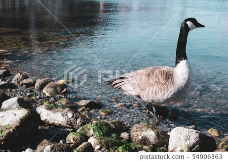 加拿大鵝(加拿大癌症) 加拿大鵝(加拿大癌症) 54906363