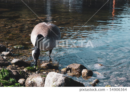 加拿大鵝（加拿大癌症） 54906364