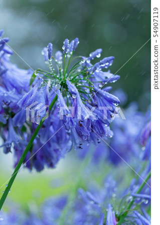 在紫色agapanthus花的水下落 54907119