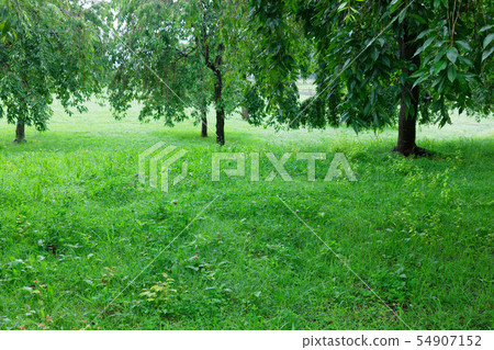 灑小葉子和新鮮的綠色奧野原公園 灑小葉子和新鮮的綠色奧野原公園 54907152