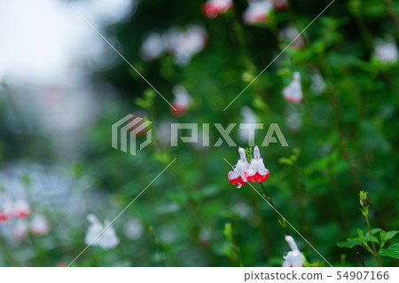 Water drops on small white and red flowers of cherry sage Water drops on small white and red flowers of cherry sage 54907166
