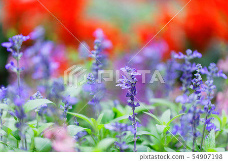 Purple lavender and colorful flower bed in Okunohara Park Purple lavender and colorful flower bed in Okunohara Park 54907198