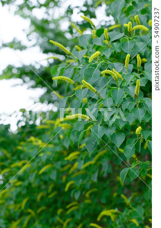 Nankin陰霾樹和黃色花在Okunohara公園 54907237