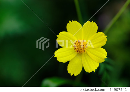 黃波斯菊 黃波斯菊 54907241