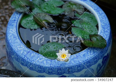 Water drops on white and yellow water lily flowers Water drops on white and yellow water lily flowers 54907247
