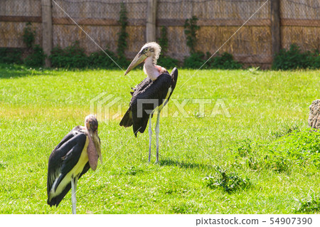 African birds. Stork Marabou in the summertime African birds. Stork Marabou in the summertime 54907390